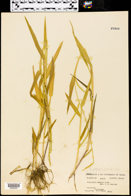 Urochloa platyphylla image