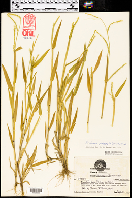 Urochloa platyphylla image