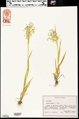 Briza minor image