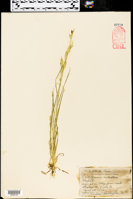 Bromus catharticus image