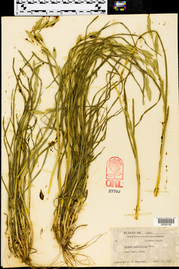 Bromus catharticus image