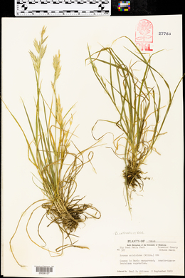 Bromus catharticus image