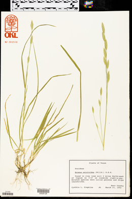 Bromus catharticus image