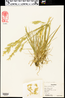 Bromus catharticus image