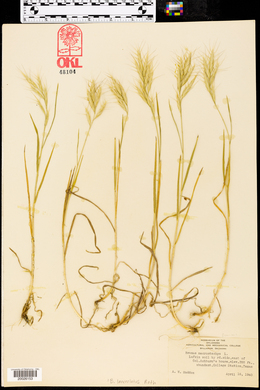 Bromus macrostachys image