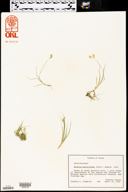 Bouteloua dactyloides image