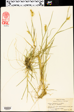 Cenchrus spinifex image