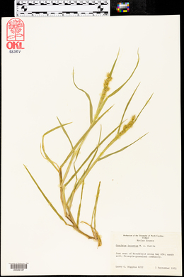 Cenchrus spinifex image