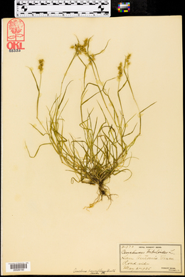 Cenchrus spinifex image
