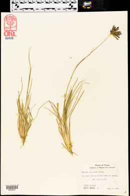 Chloris cucullata image