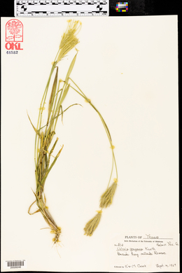 Chloris gayana image