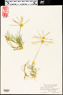 Chloris verticillata image