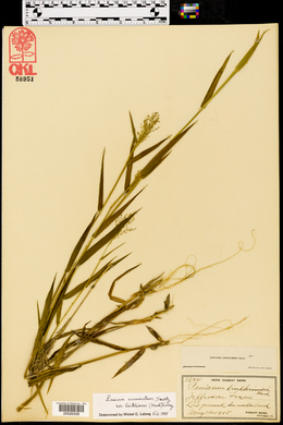 Panicum lindheimeri image