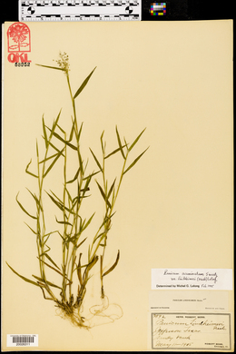 Panicum lindheimeri image