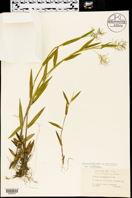 Panicum lindheimeri image