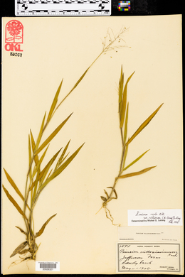 Panicum ovale image