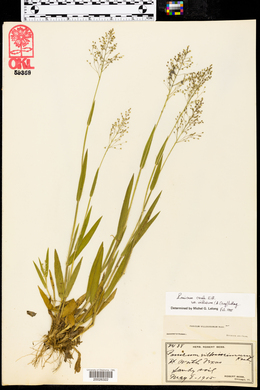 Panicum ovale image