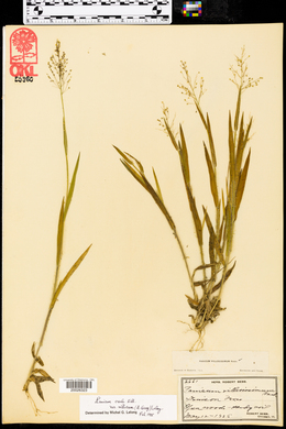 Panicum ovale image