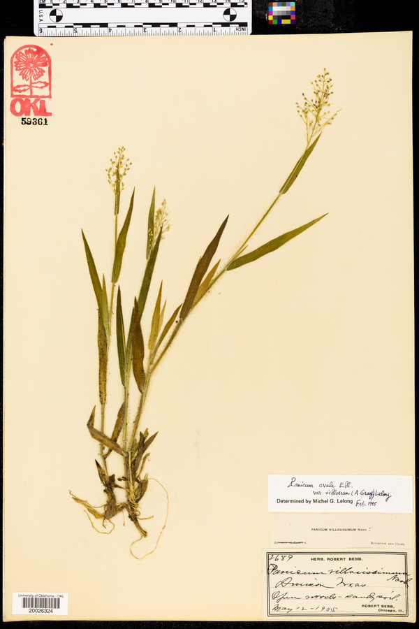 Panicum ovale var. villosum image