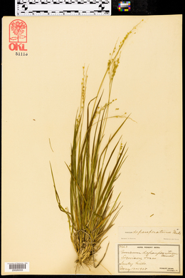 Panicum depauperatum image