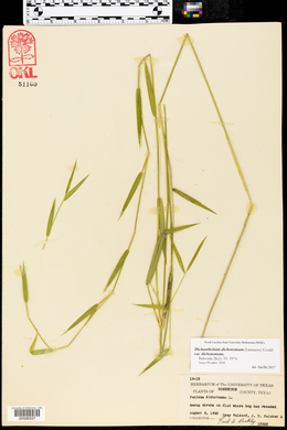 Dichanthelium dichotomum var. dichotomum image