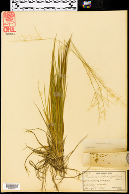Dichanthelium linearifolium image