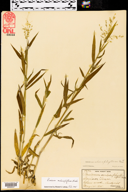 Panicum malacophyllum image