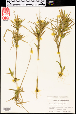 Dichanthelium scribnerianum image