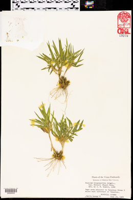 Dichanthelium helleri image