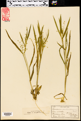 Dichanthelium oligosanthes image