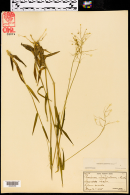 Dichanthelium oligosanthes image