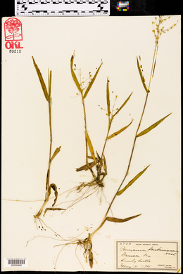 Dichanthelium scribnerianum image