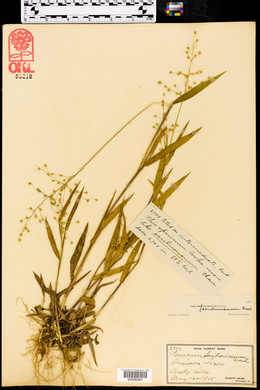 Dichanthelium scribnerianum image