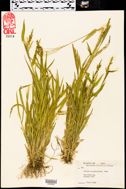 Dichanthelium scribnerianum image