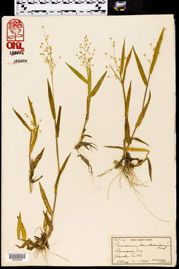 Dichanthelium scribnerianum image