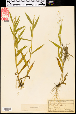 Dichanthelium helleri image