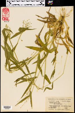 Dichanthelium helleri image