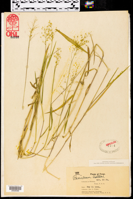Dichanthelium helleri image