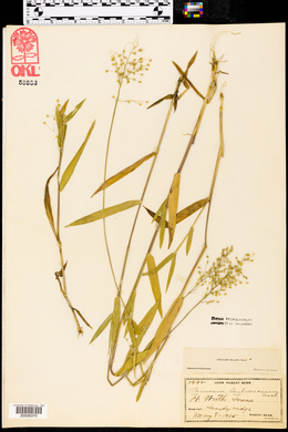Dichanthelium helleri image