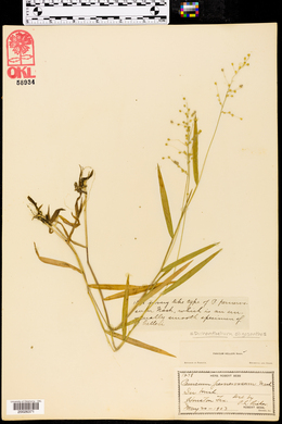 Panicum oligosanthes image