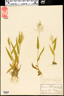 Panicum sphaerocarpon image
