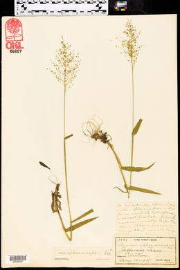 Panicum sphaerocarpon image