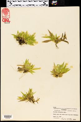 Panicum strigosum image