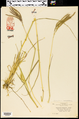 Dichanthium annulatum var. annulatum image