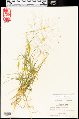 Digitaria cognata image