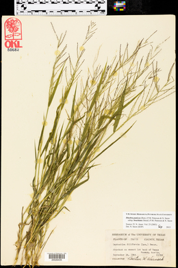 Leptochloa panicea image