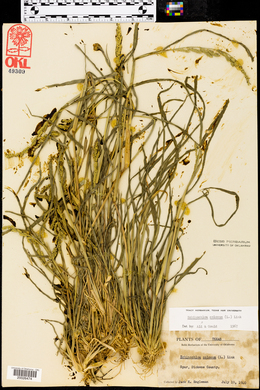 Echinochloa colona image