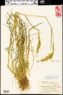 Echinochloa crus-galli var. zelayensis image