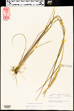 Echinochloa walteri image