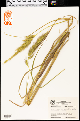 Echinochloa walteri image